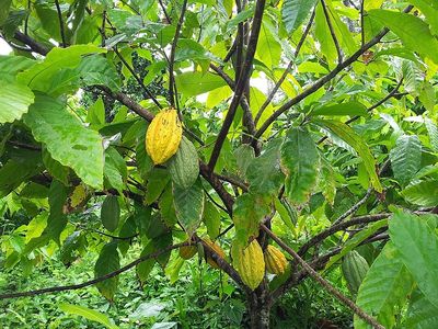 Pâques : quel est l'impact écologique de la culture du cacao ?