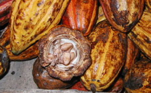 Le statut des producteurs de cacao en Côte d’Ivoire