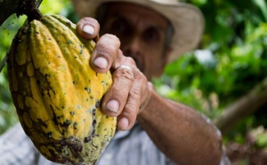 Soigner l’avenir du cacao