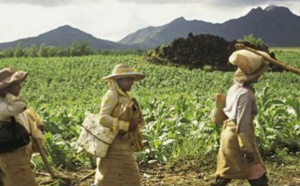 Ile Maurice: bientôt répertoriée producteur de cacao?