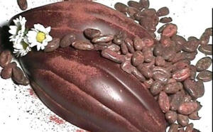 Le chocolat, un véritable stimulant du flux sanguin cérébral et des fonctions cognitives