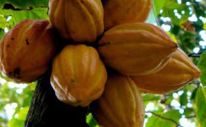 Le Cercle du Cacao à Cuba