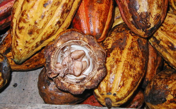 Le statut des producteurs de cacao en Côte d’Ivoire