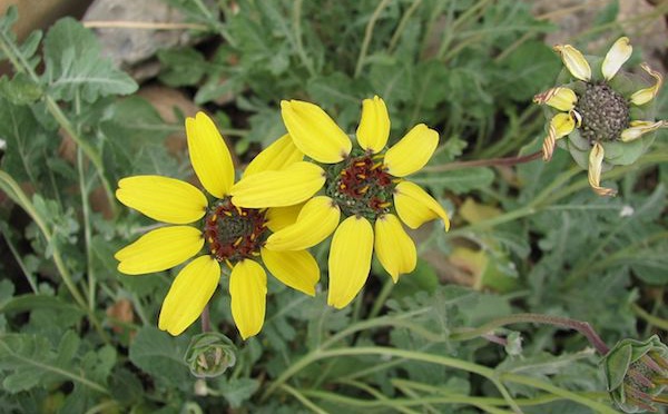 Berlandiera Lyrata, la fleur parfum chocolat