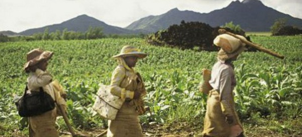 Ile Maurice: bientôt répertoriée producteur de cacao?