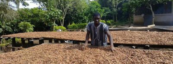 La relance du cacao camerounais enclenche la vitesse supérieure en 2015