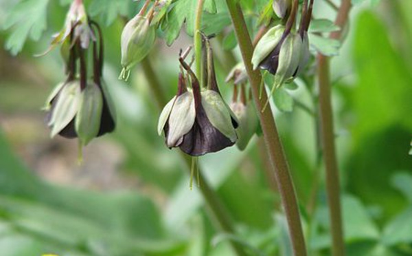 Le chocolat s’invite dans vos jardins