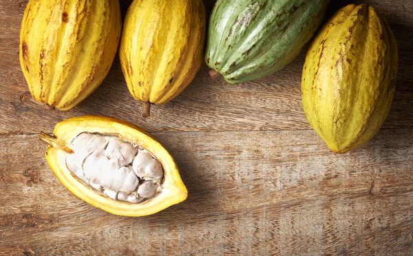 Le cacao colombien, la conquête chocolatée- partie 1