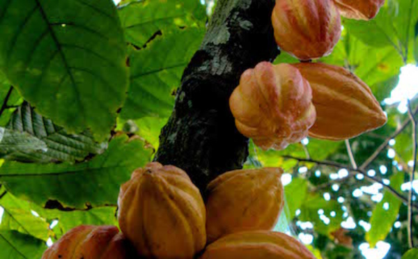 Le Cercle du Cacao à Cuba