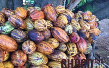 Le Cacao Forastero (Cacaoyer)